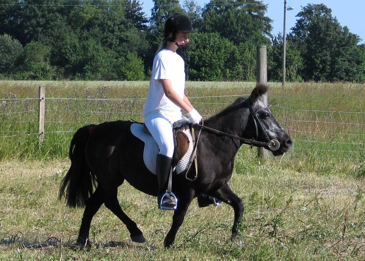 Shetlænder Jacki billede 4