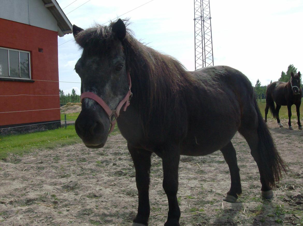 Shetlænder Jacki billede 9