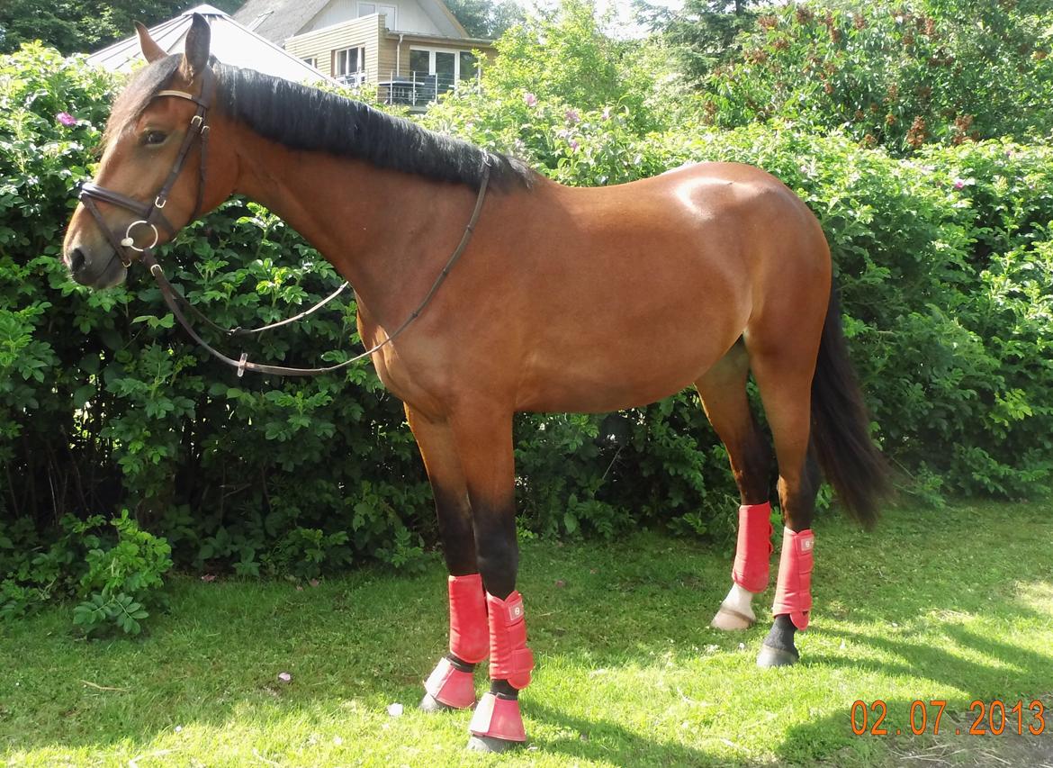 Frederiksborg Nytoftgaards Anastacia (Baby) - baby 2 år og 3 måneder
164 i stg billede 9