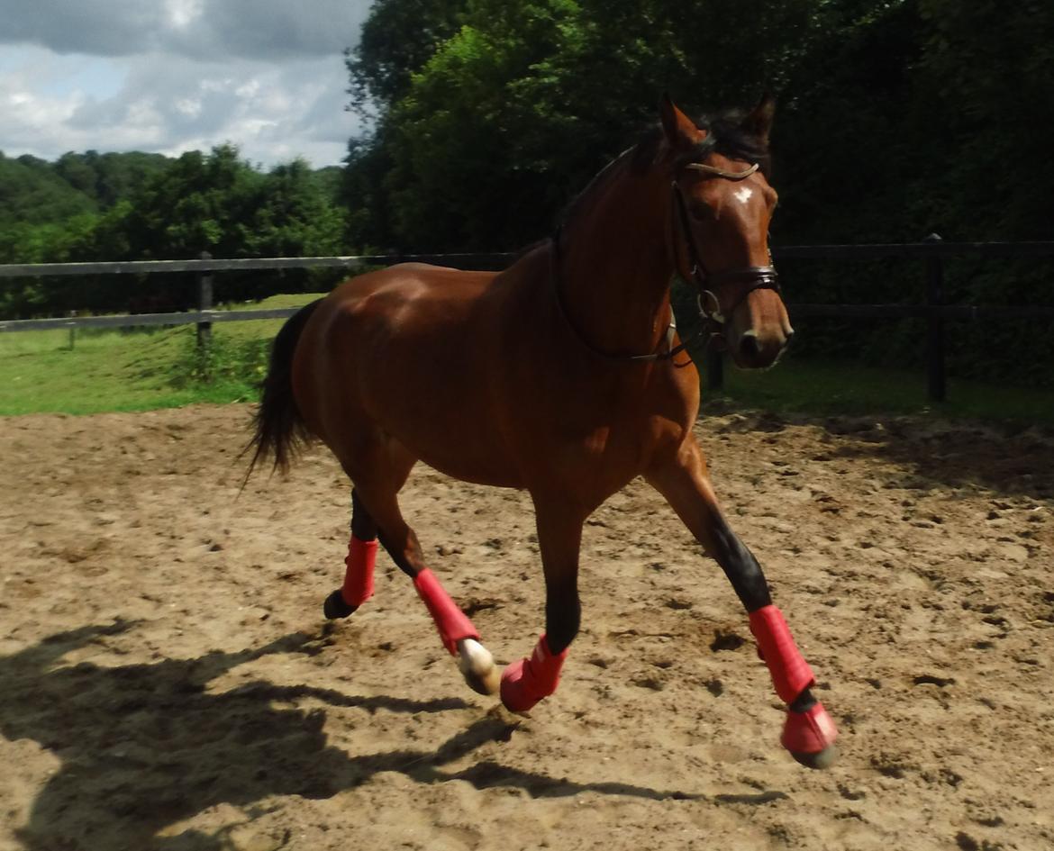 Frederiksborg Nytoftgaards Anastacia (Baby) - jaja hun kan da godt flytte fusserne billede 10