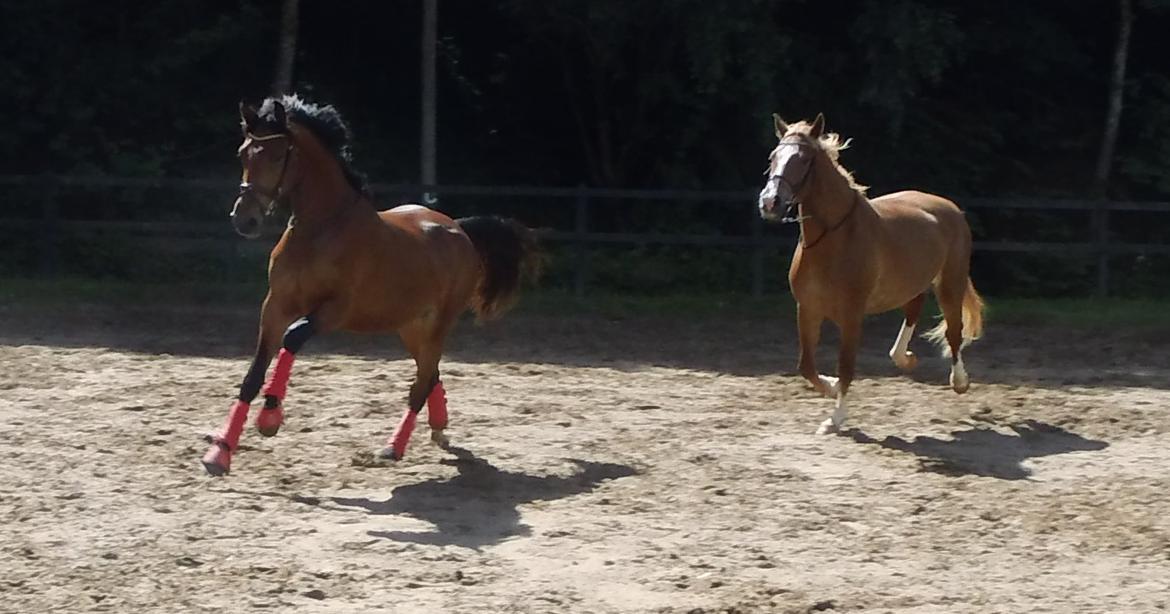 Frederiksborg Nytoftgaards Anastacia (Baby) billede 11