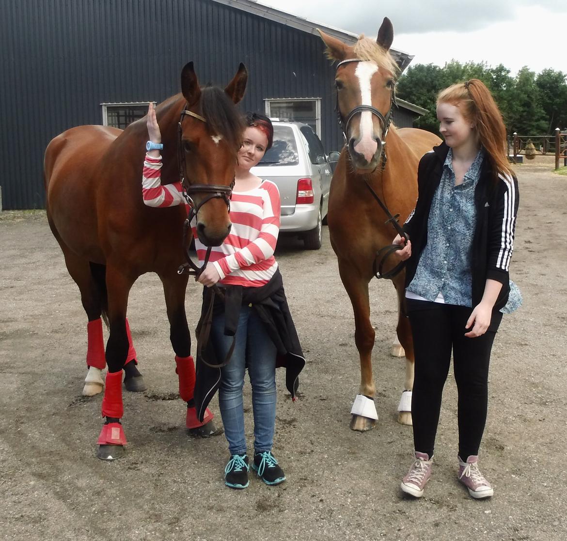 Frederiksborg Nytoftgaards Anastacia (Baby) - De 2 dejligste heste billede 12