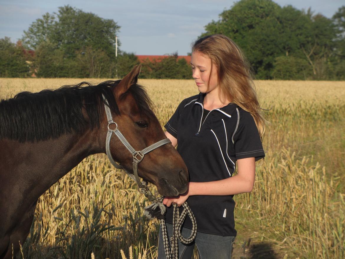 Welsh Pony (sec B) misty billede 16