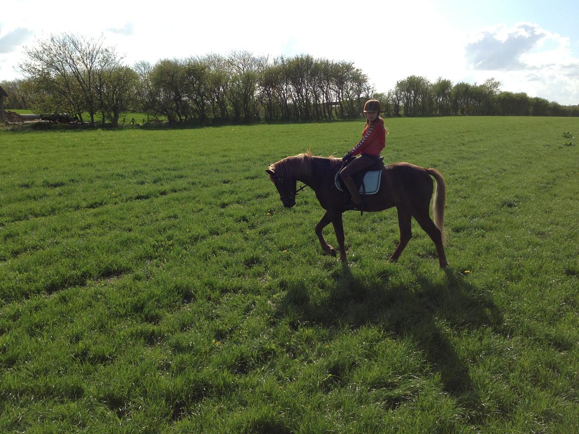 DSP Bentzens Baloo - Emma på Baloo billede 17