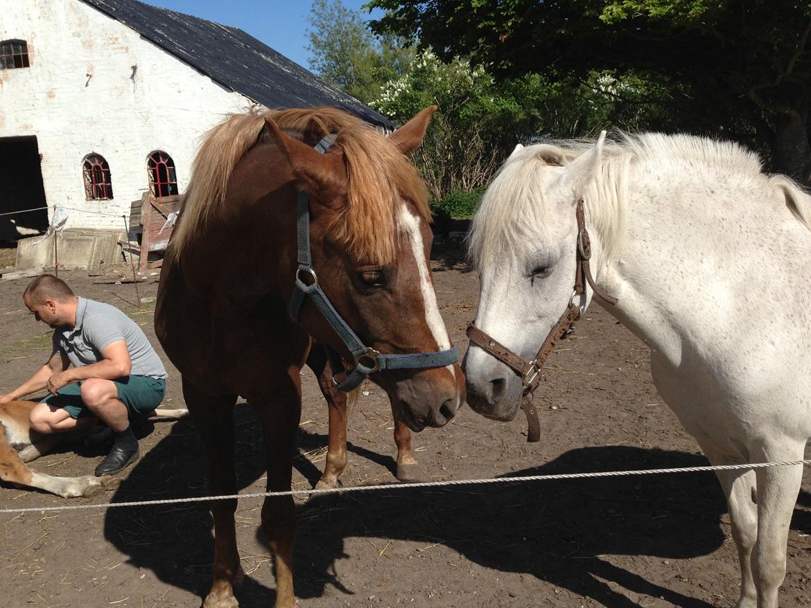 DSP Bentzens Baloo - Baloo, og Robina, Zippo ligge bagved billede 19