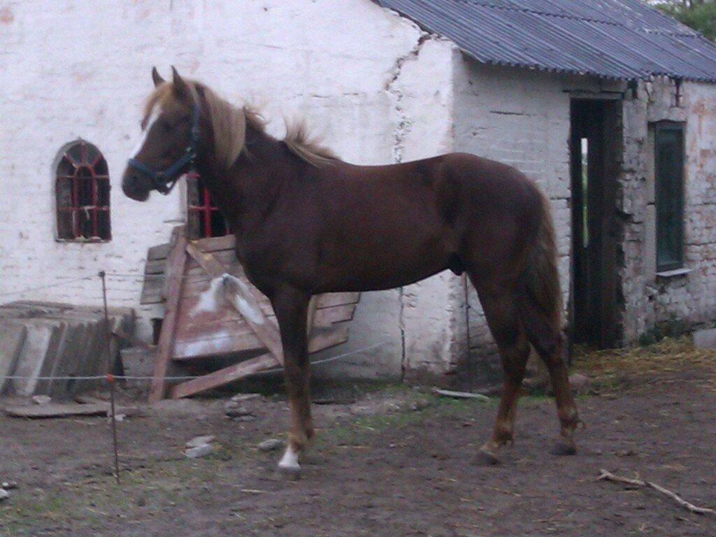 DSP Bentzens Baloo - Baloo 2013 billede 20