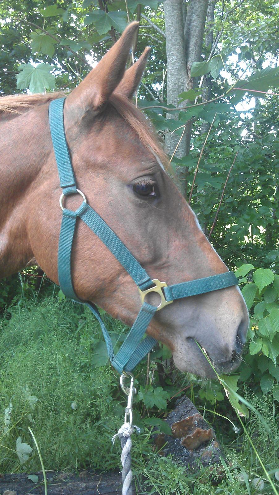 Tysk Sportspony Mindes Bafana billede 2