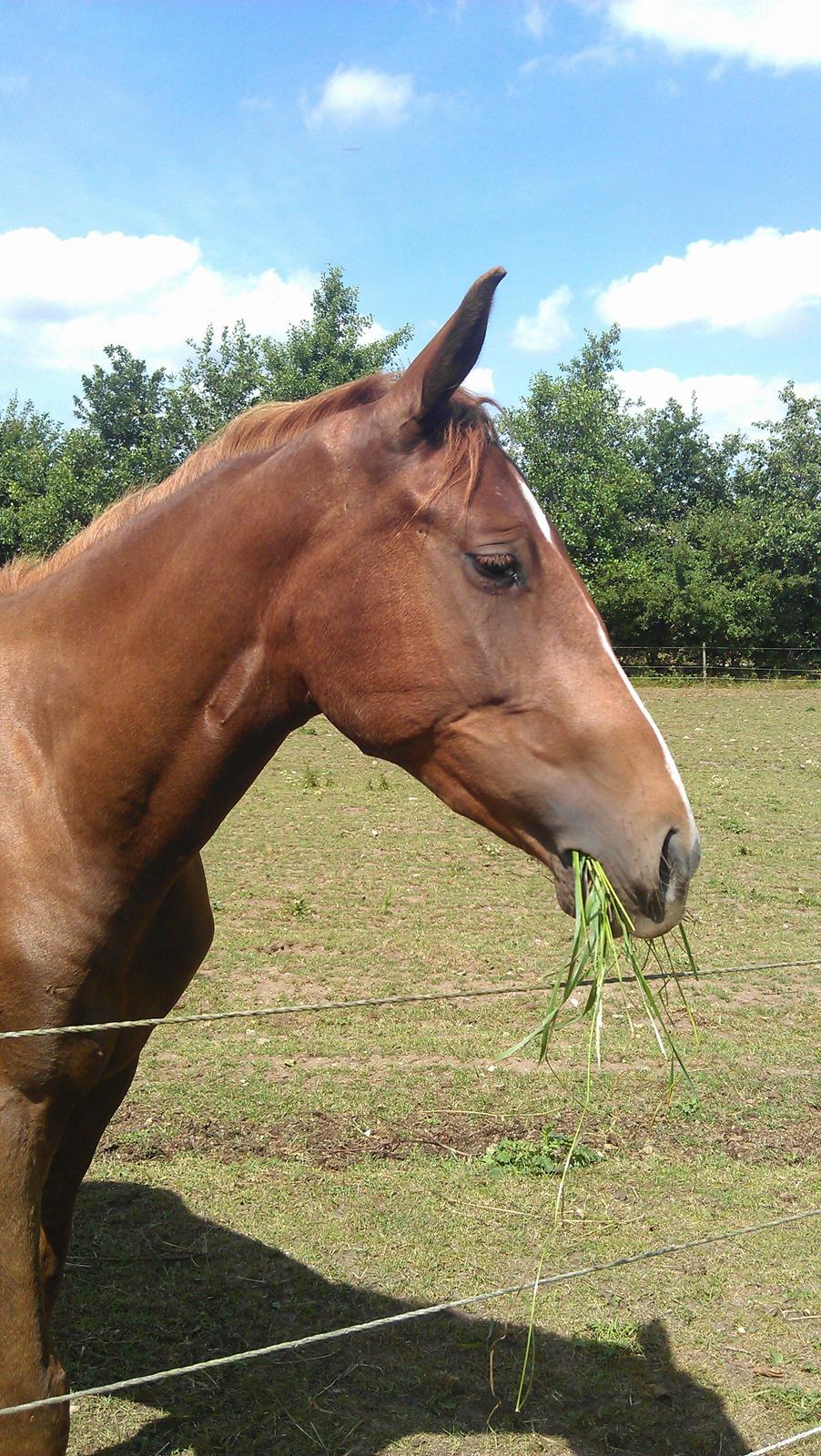 Tysk Sportspony Mindes Bafana billede 3