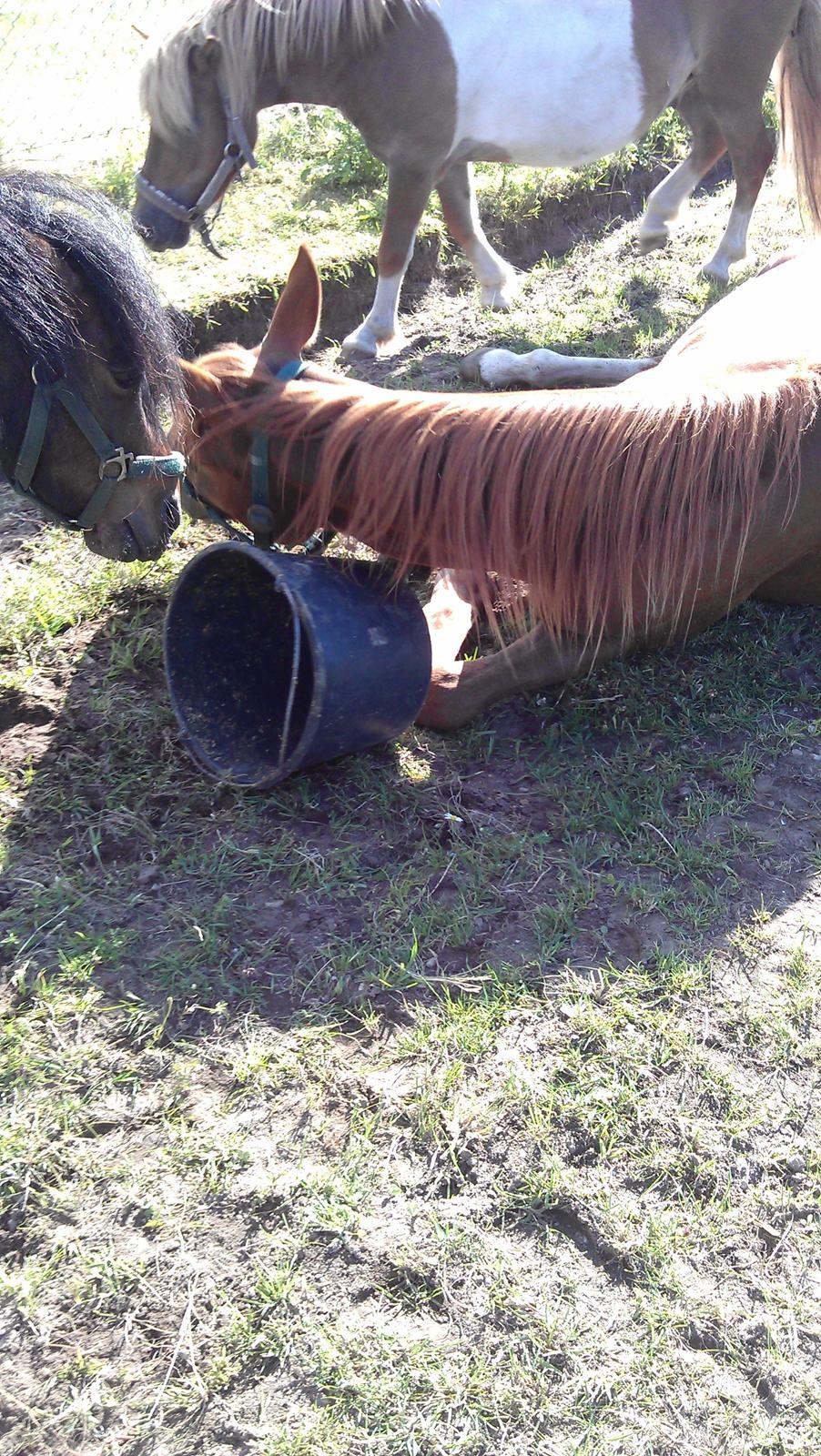 Tysk Sportspony Mindes Bafana - Maden var så god, at han blev nød til at rulle sig på spanden^^ billede 8