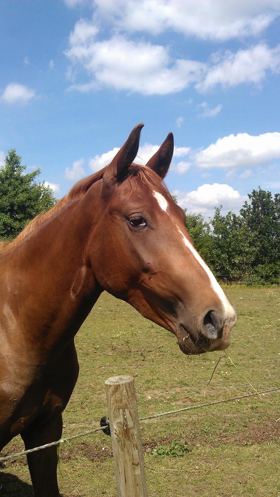 Tysk Sportspony Mindes Bafana billede 4