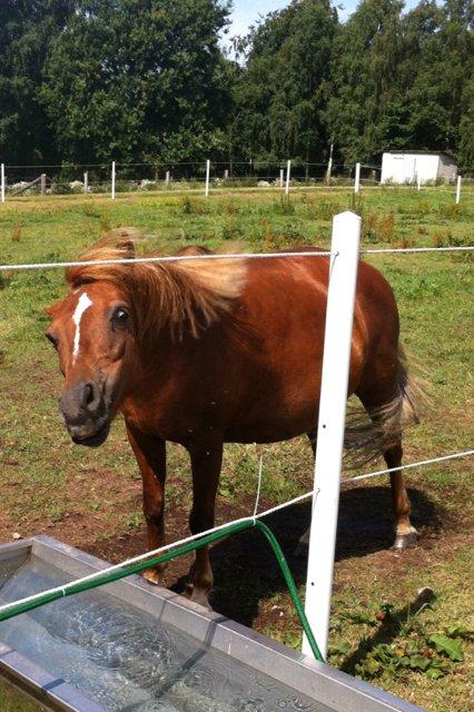 Anden særlig race Trille ( lille søsters pony ) '' solgt'' - ryste ryste billede 3