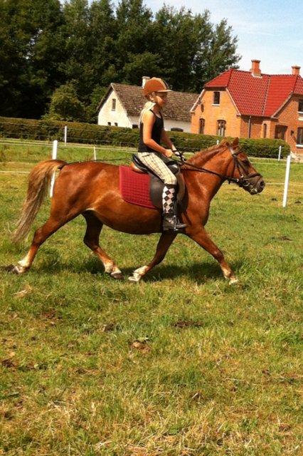 Anden særlig race Trille ( lille søsters pony ) '' solgt'' - fine trille billede 5