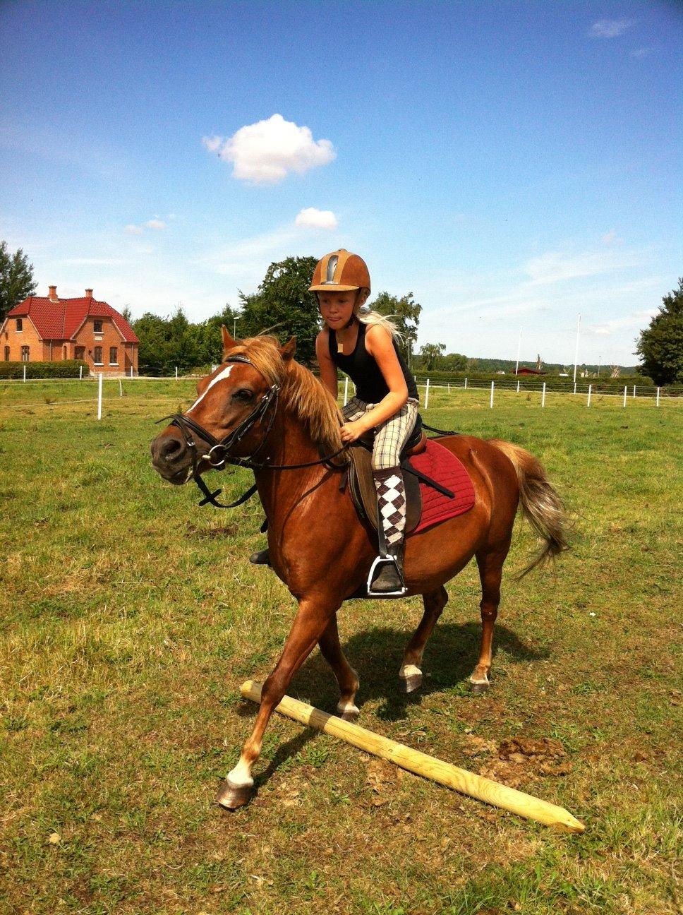 Anden særlig race Trille ( lille søsters pony ) '' solgt'' billede 6