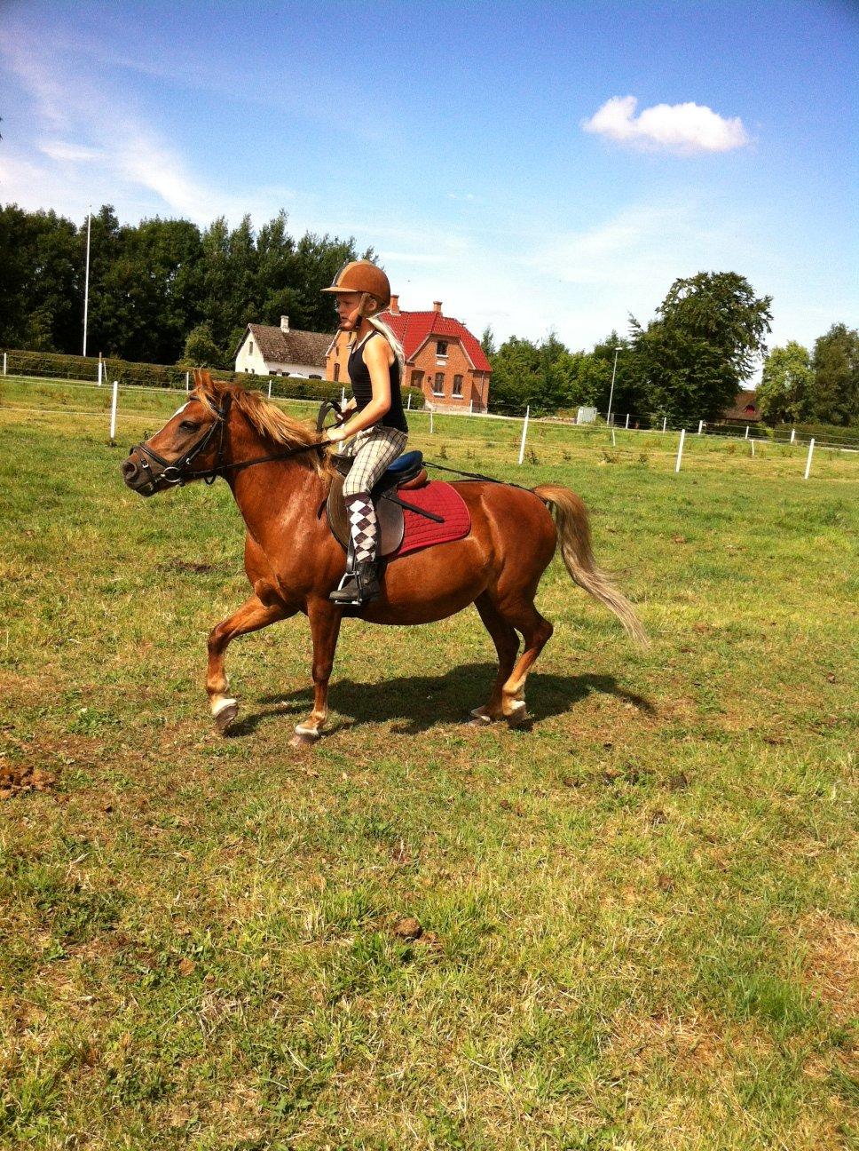 Anden særlig race Trille ( lille søsters pony ) '' solgt'' billede 8