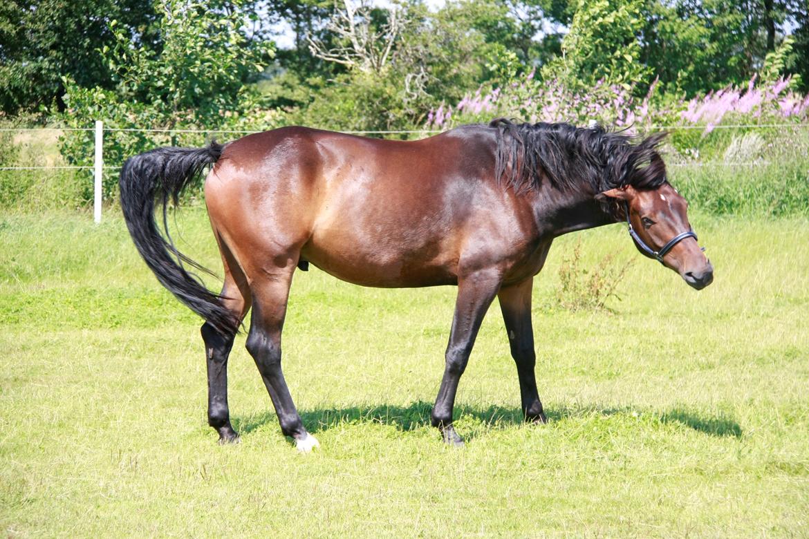 Anden særlig race Oliver billede 3