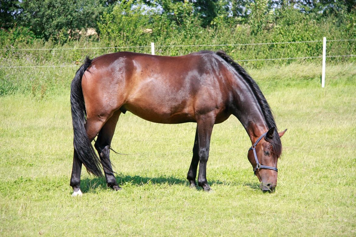 Anden særlig race Oliver billede 4