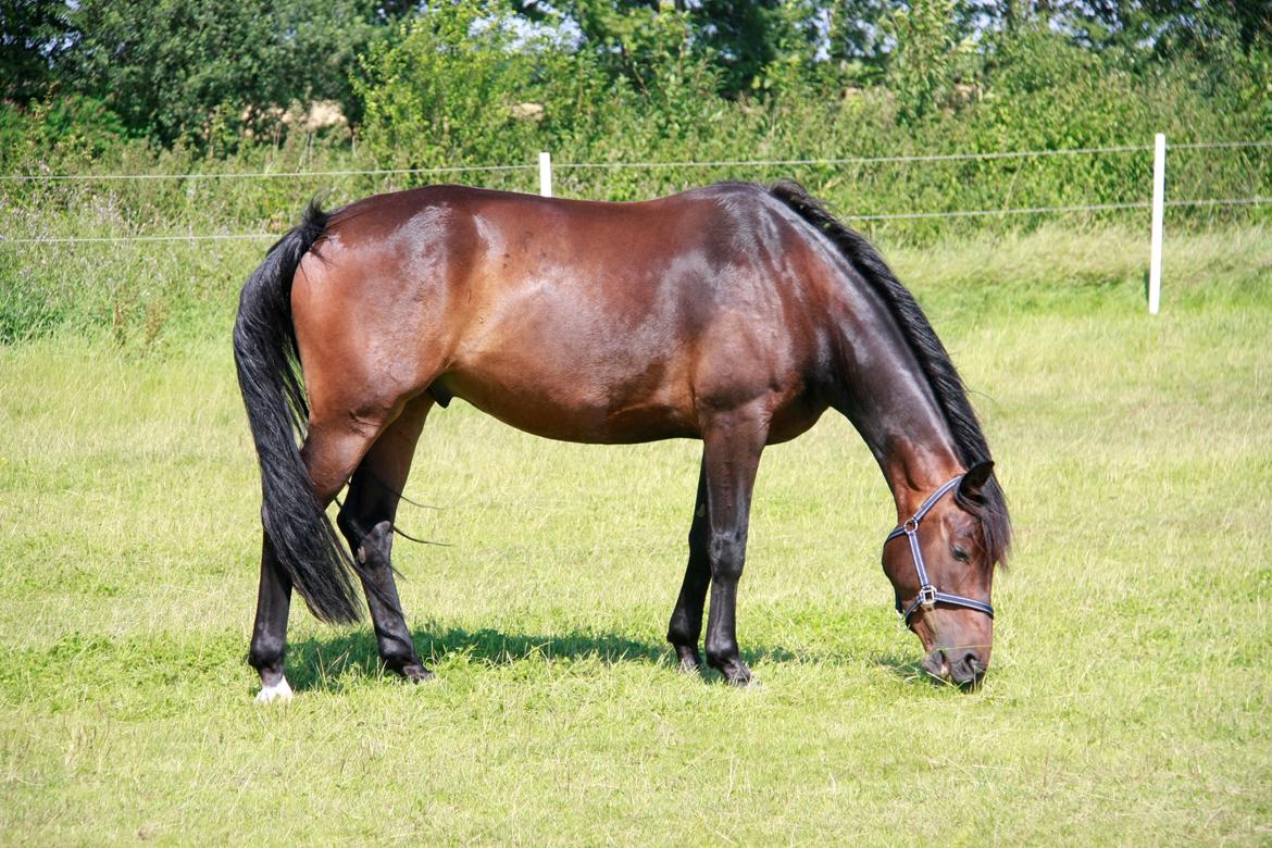 Anden særlig race Oliver billede 5