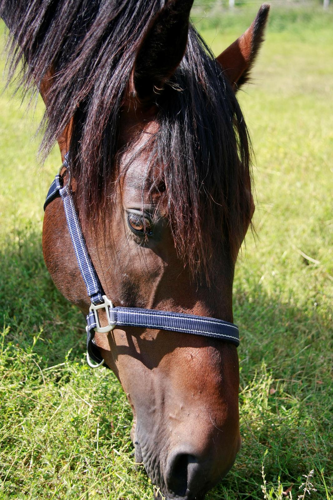 Anden særlig race Oliver billede 6