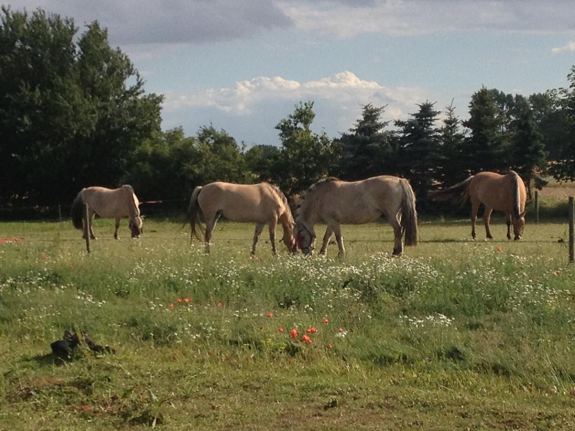 Anden særlig race Dunkans Galina<3 solgt - Lina's Nye venner :D<3 
Fra venstre: Brutus, Lina, Figaro og Ribena :D<3  billede 11