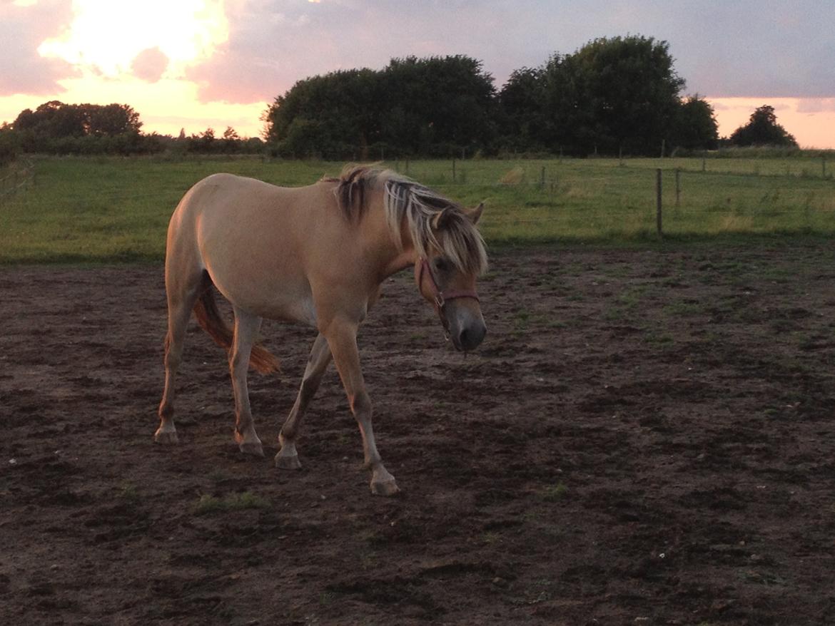 Anden særlig race Dunkans Galina<3 solgt - Nusser pigen<3  billede 15