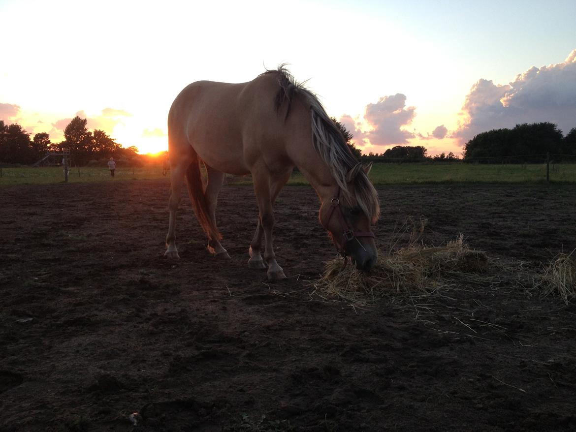 Anden særlig race Dunkans Galina<3 solgt - Min lille prinsesse :*<3  billede 2