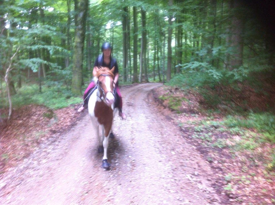 Pinto l l Hodson - Fuld fart op at en lang og meget stejl bakke på vores 16 km tur. Hodder var den eneste der galopperede hele vejen op af bakken! billede 16