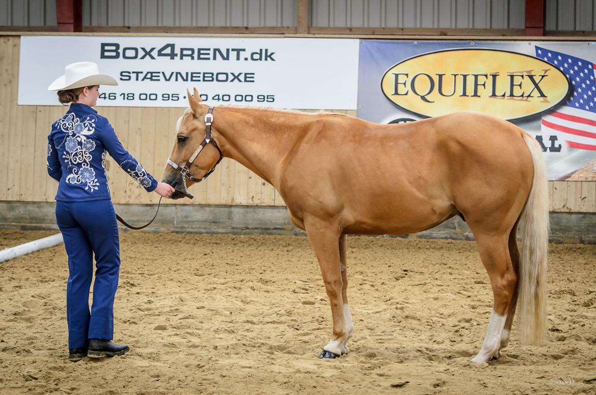 Quarter Roosters Final Pine - Youth Halter Geldings. Ride In, Juni 2013. Foto: Sewell billede 6