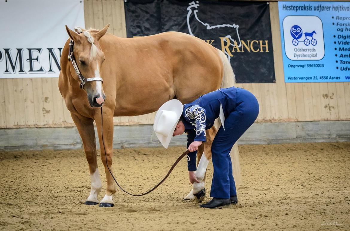 Quarter Roosters Final Pine - Open Halter Geldings. Ride In, Juni 2013. Foto: Sewell billede 5