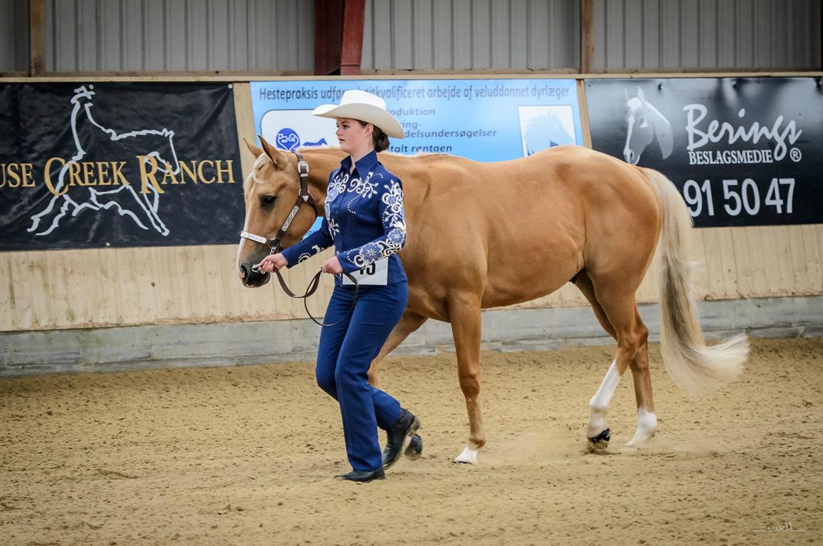 Quarter Roosters Final Pine - Open Halter Geldings. Ride In, Juni 2013. Foto: Sewell billede 4