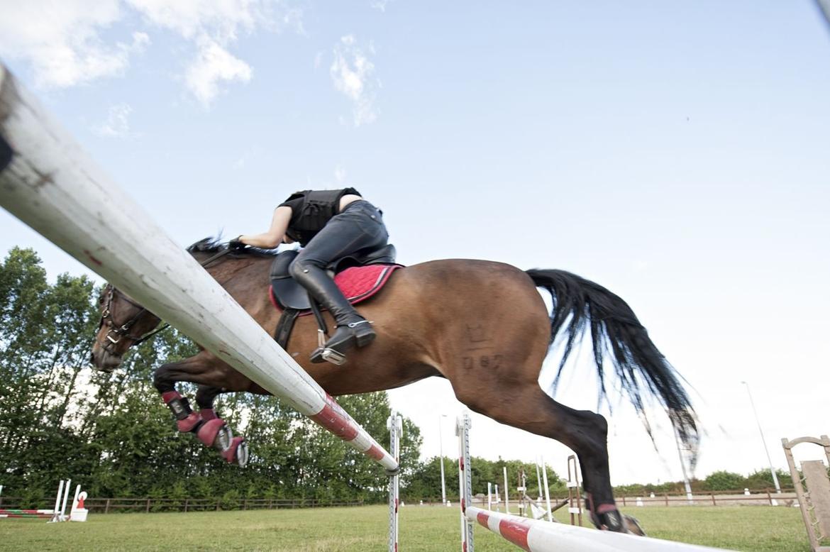 Dansk Varmblod - Adventure C. - 130 :) NY REKORD Foto: Søren N. Larsen billede 17