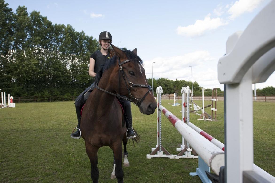 Dansk Varmblod - Adventure C. - sådan ser 130 ud når AC står ved siden af :) Foto: søren N. Larsen billede 18
