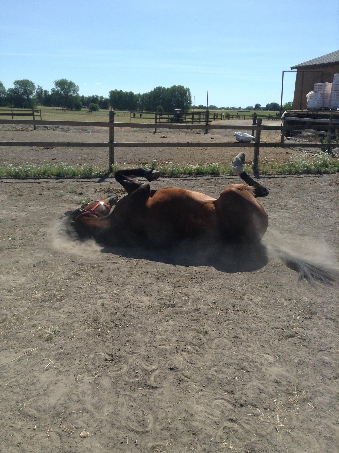 Dansk Varmblod - Adventure C. - They see me rolling.... billede 4