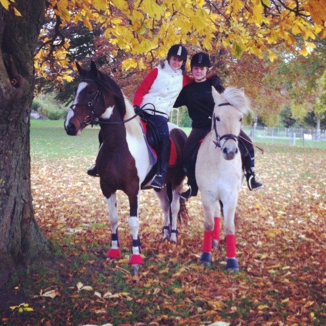 Pinto Coyote Girl :i - Velkommen til Coyote Girl's profil! :-)
Giv gerne en kommentar og en bedømmelse ;-)

Coyote og hendes gode ven Honey, savner vores dejlige rideture :-) billede 1