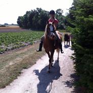 Welsh Pony af Cob-type (sec C) Kildegårdens Charm