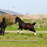 Oldenborg Hasselholt's Theodor