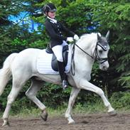 Connemara Veddinge Fit For Fight (B-pony)