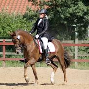 New Forest Marco Kohave *B-PONY*