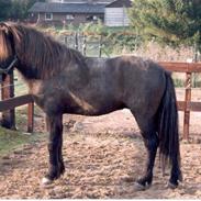 Islænder Atli Asgerdsson fra Litla-Husid