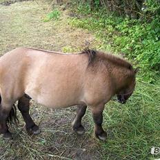 Shetlænder Bettemand (Bette)