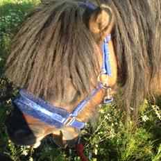 Shetlænder Bettemand (Bette)