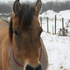 Anden særlig race La Chevalle
