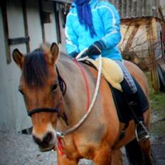 Anden særlig race La Chevalle