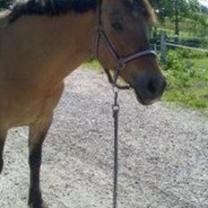 Anden særlig race La Chevalle