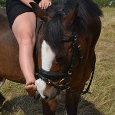 Anden særlig race Sharon