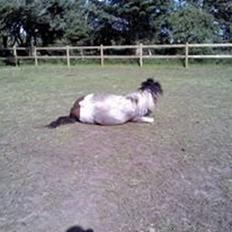 Anden særlig race Beauty