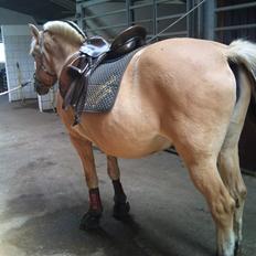 Fjordhest tronelunds sandre