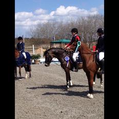 Hollandsk Sportspony Bassy A-pony 