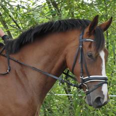 Hollandsk Varmblod Erik