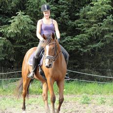 Hollandsk Varmblod Erik