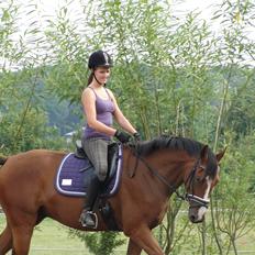 Hollandsk Varmblod Erik